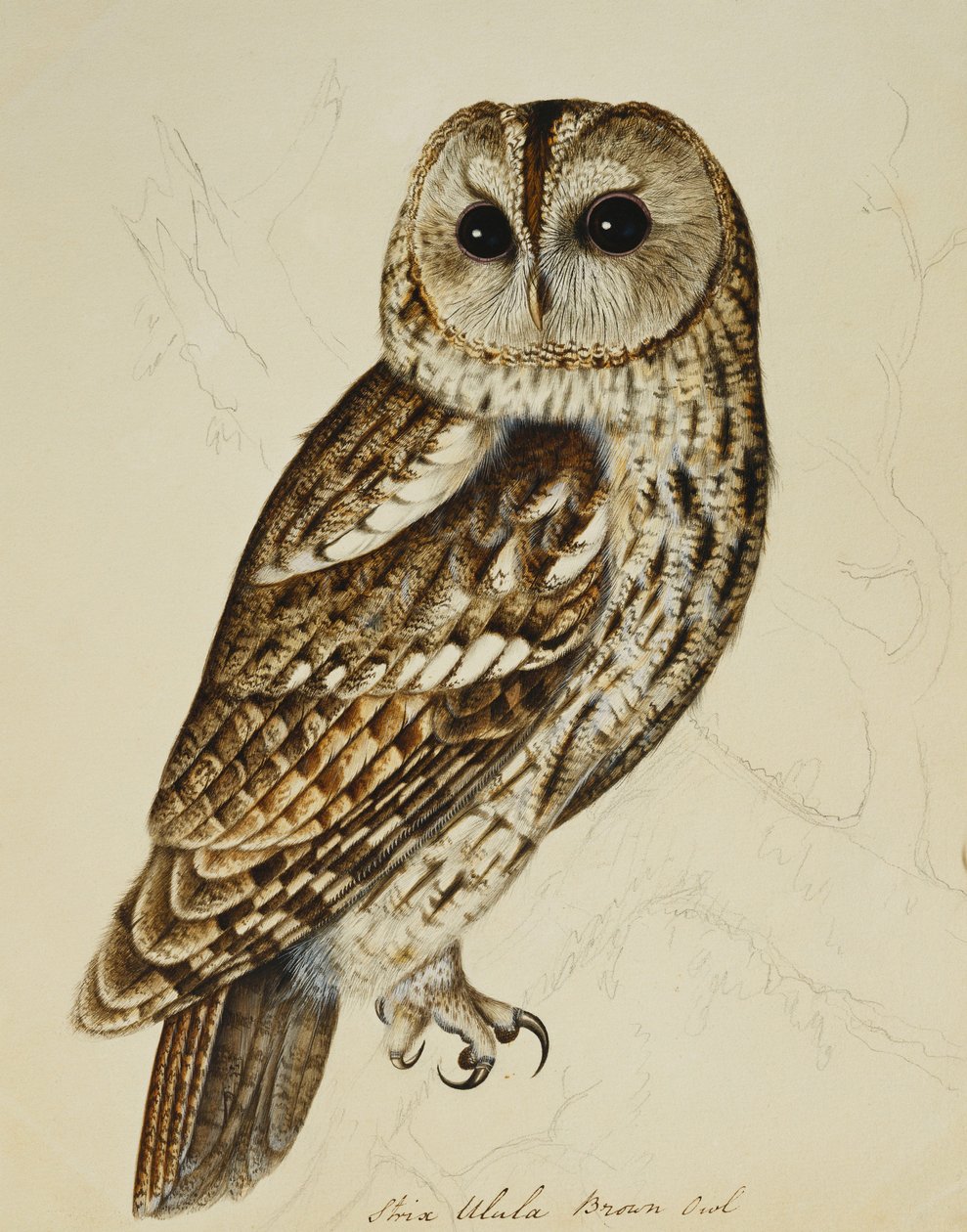 Gufo bruno (Strix Ulula) da Rev. C. Atkinson