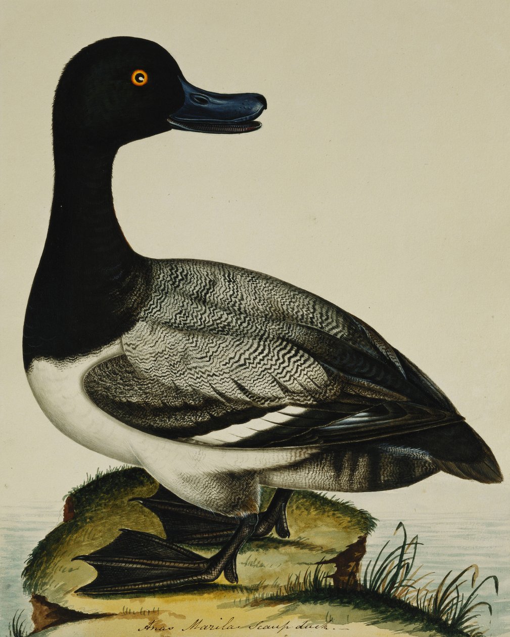 Anatra scaup da Rev. C. Atkinson