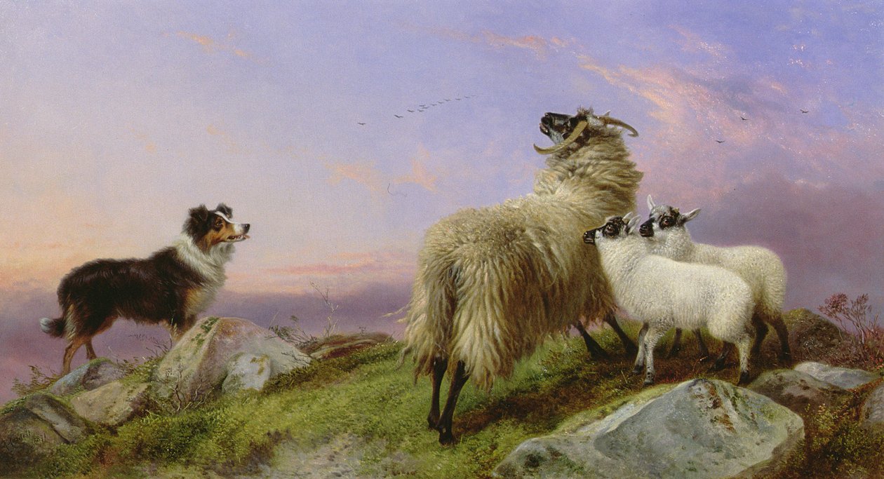 Collie, Pecora e Agnelli da Richard Ansdell