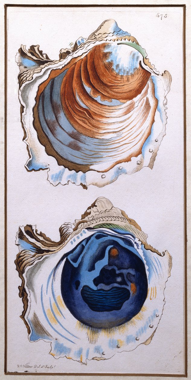 Conchiglia di ostrica, pubblicata da Shaw, c.1790-1820 da Richard Polydore Nodder