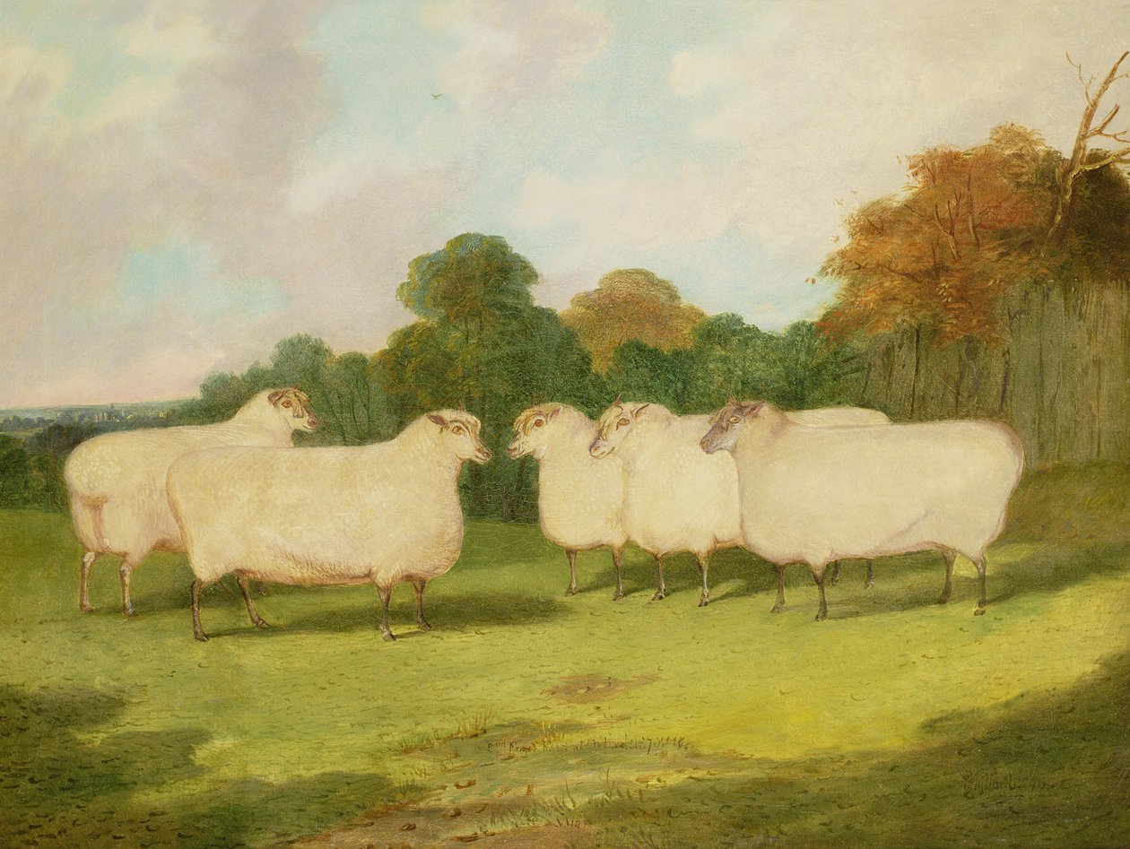 Studio di pecore in un paesaggio da Richard Whitford