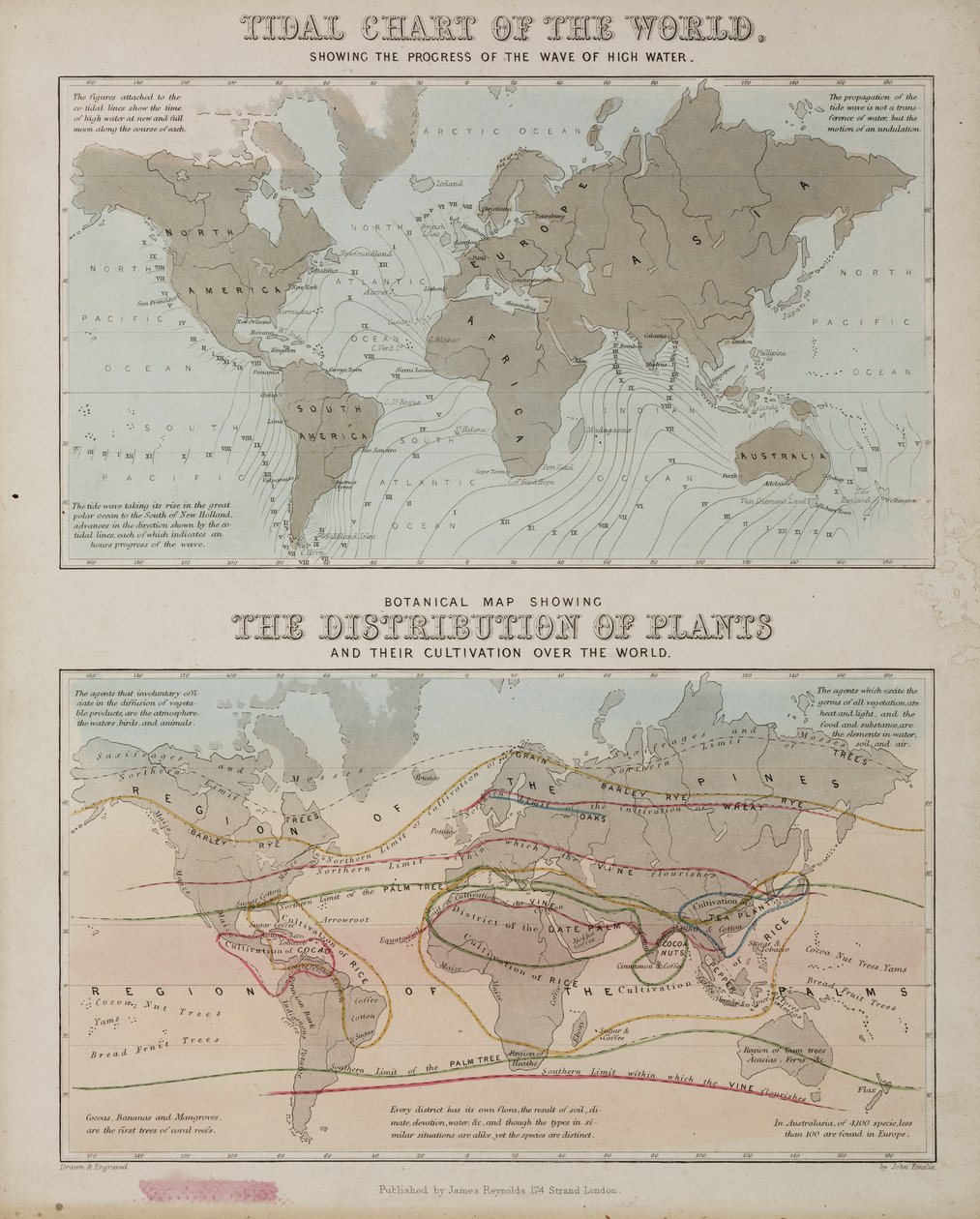 Una carta delle maree e una mappa della distribuzione delle piante nel mondo, c. 1850 da John Pardon