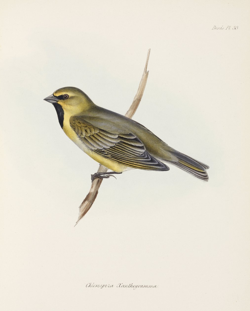 Fringuello, c 1832-1836 da John Pardon