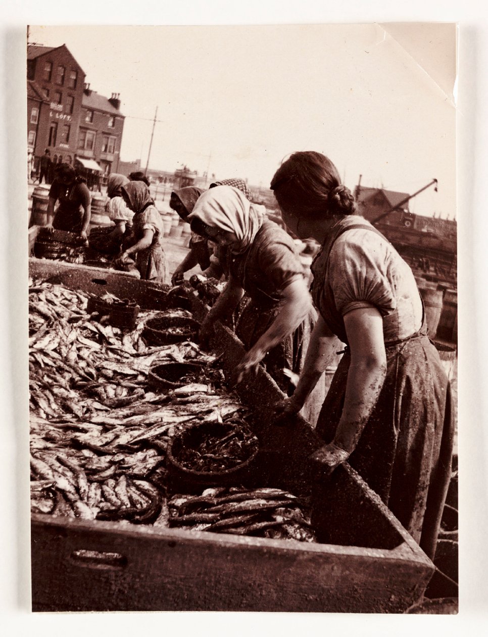 Pesca, donne pescatrici che selezionano il pesce, porto di Whitby, North Yorkshire, c. 1905 da John Pardon