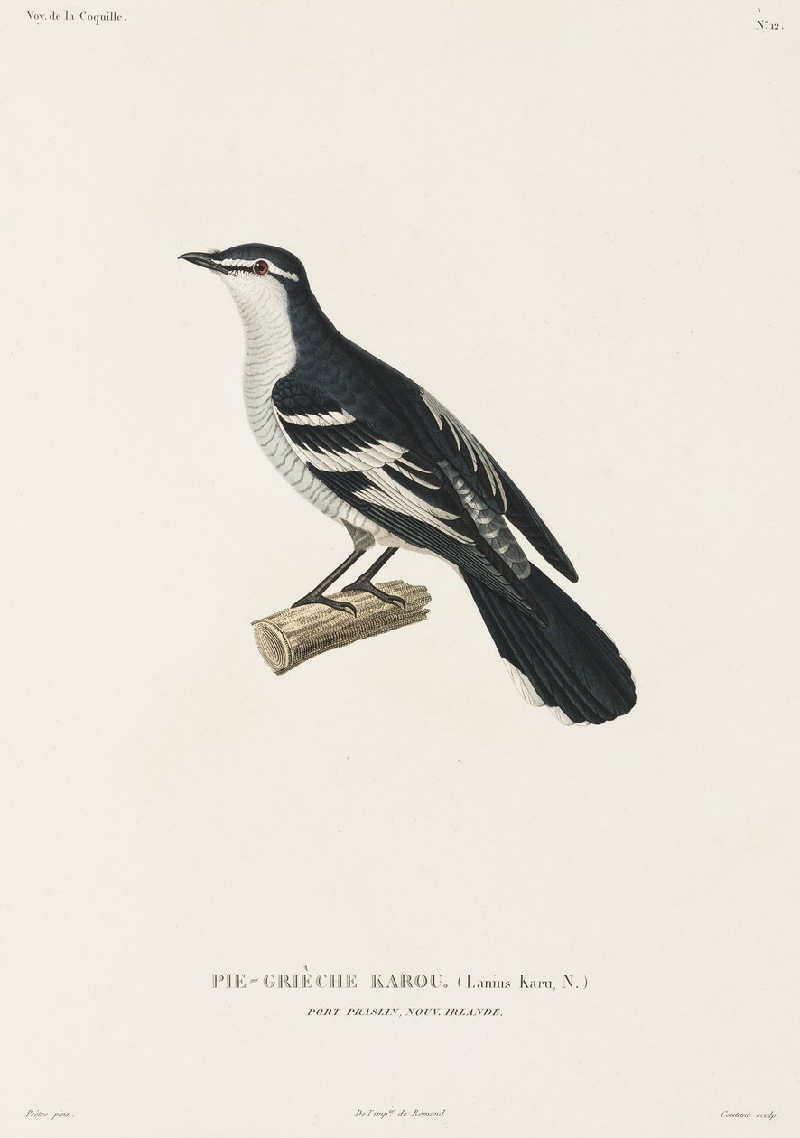 Karou shrike, Port Praslin, Nuova Irlanda da John Pardon