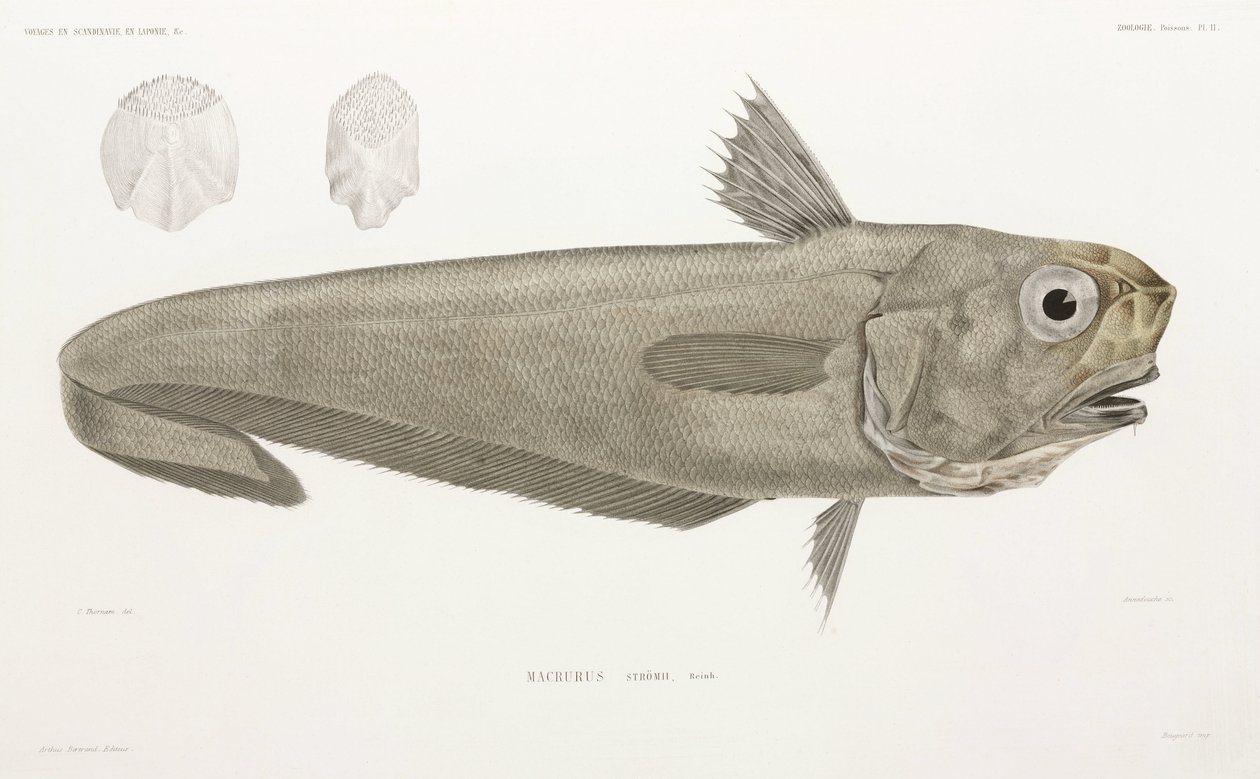 Pesce coltello da John Pardon