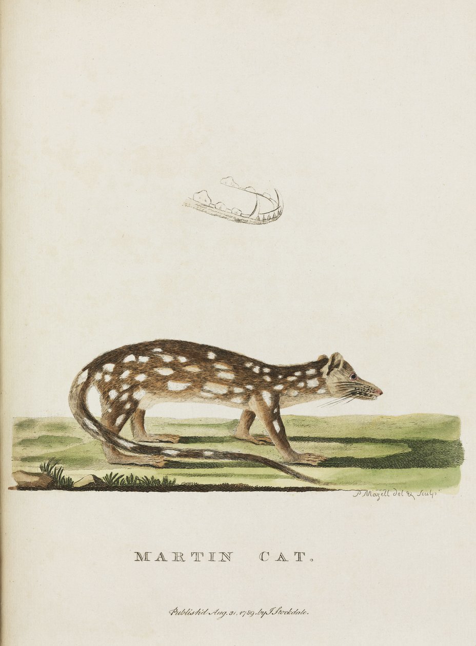 Martin Cat, Australia, c. 1788 da John Pardon