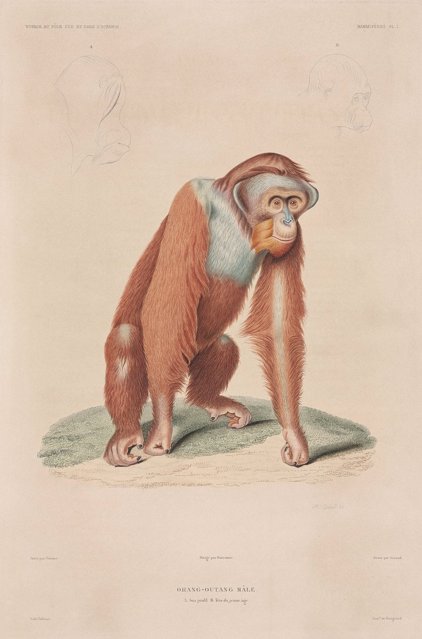 Orangutan, Indonesia da John Pardon