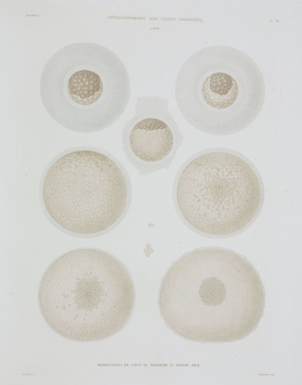 Uovo di coniglio, c. 1847-1859 da John Pardon