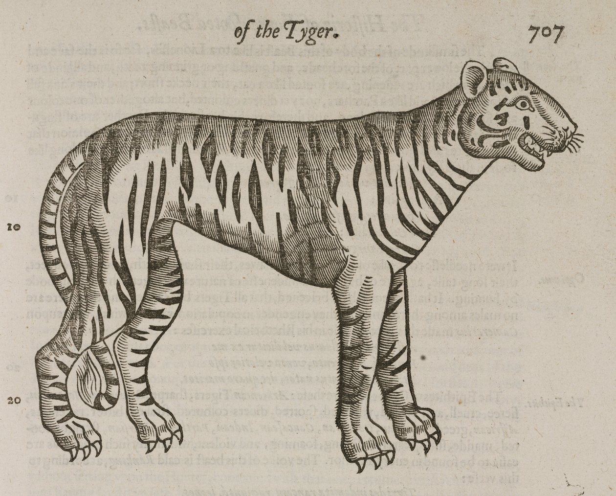 La Tigre da John Pardon
