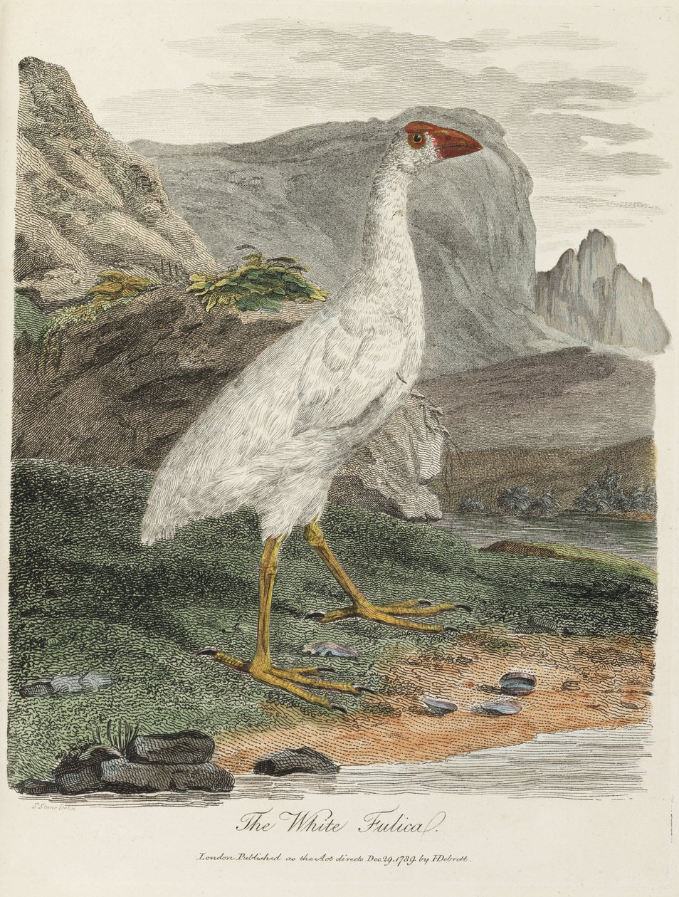 La Fulica bianca da John Pardon