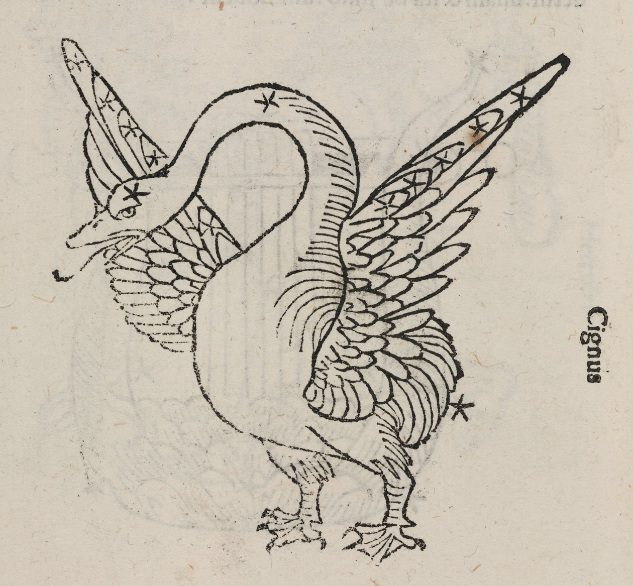 La costellazione del Cigno da John Pardon