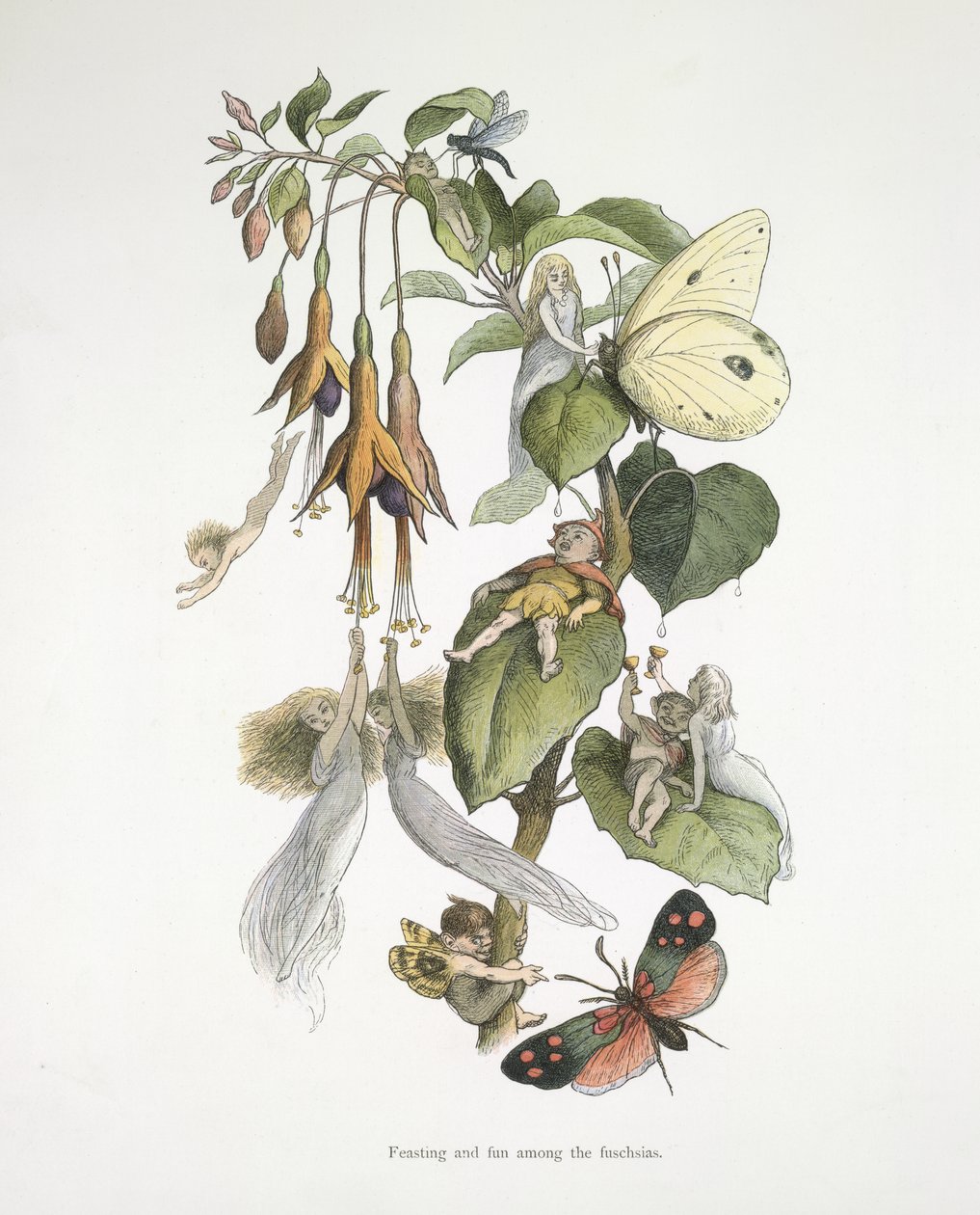 Festa e divertimento tra le fucsie da Richard Doyle