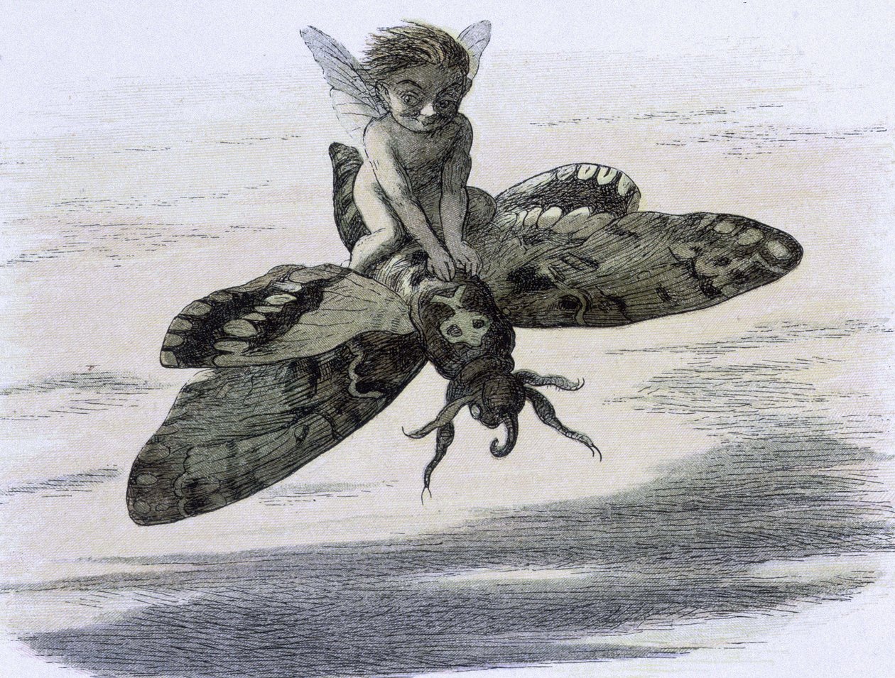 Un elfo che cavalca una farfalla. Illustrazione di Richard Doyle tratta da "In Fairy land. Una serie di immagini dal mondo degli elfi" accompagnata da una poesia di W Allingham. 1869-1870. The British Library Institution Reference: Shelfmark ID: 1876 e18 