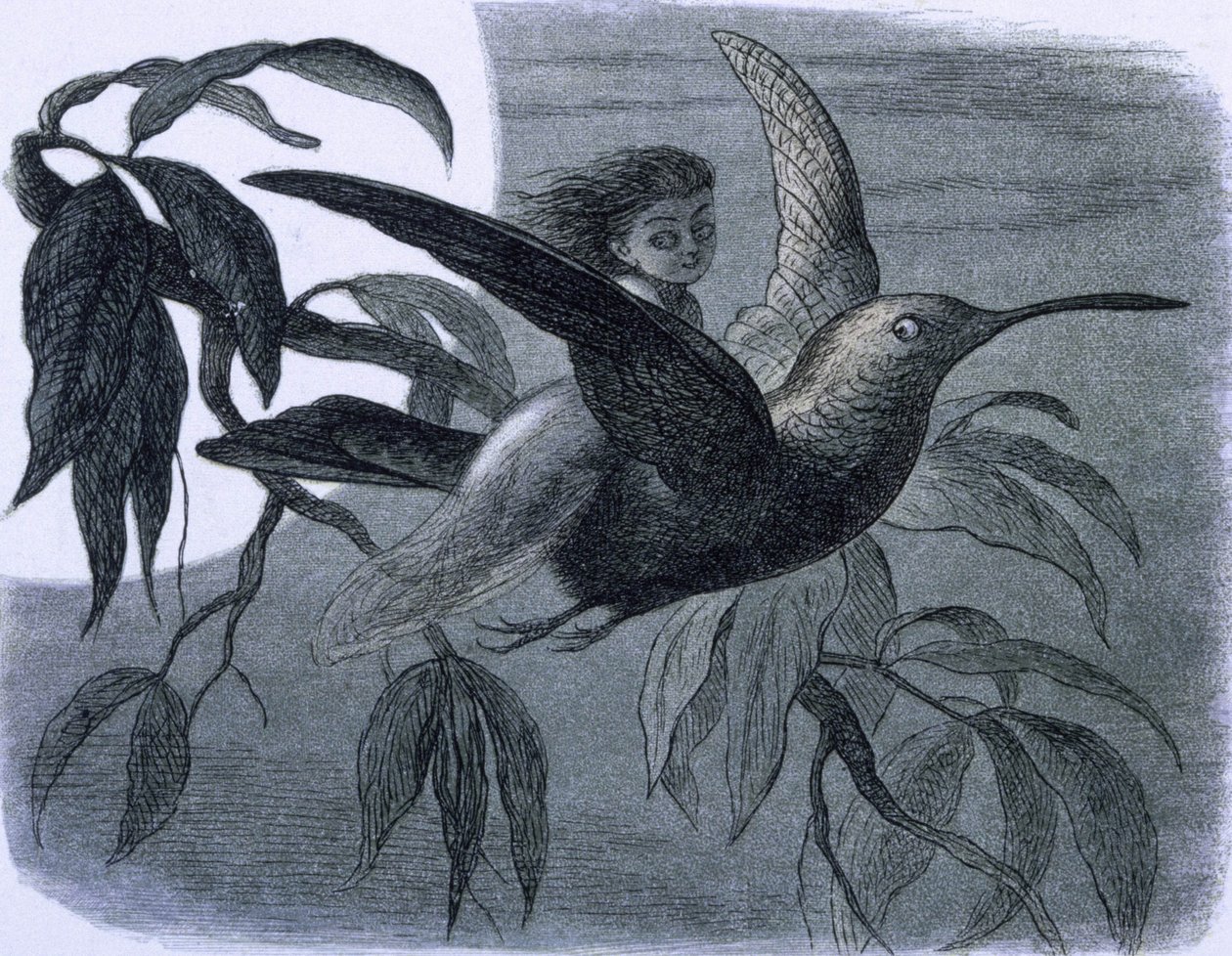 Una fata (o una ninfa) a cavallo di un colibrì. Illustrazione tratta da 