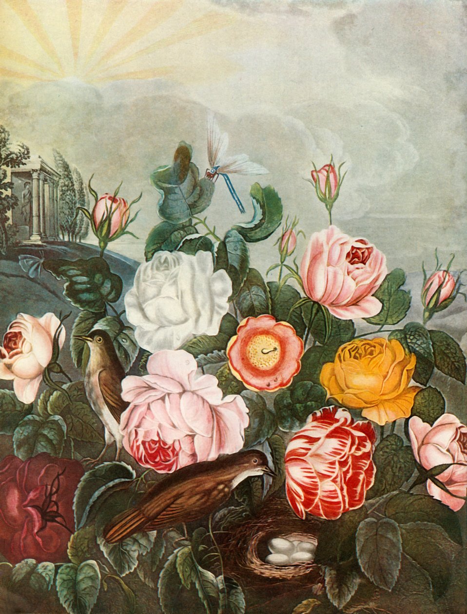 Rose da Richard Earlom