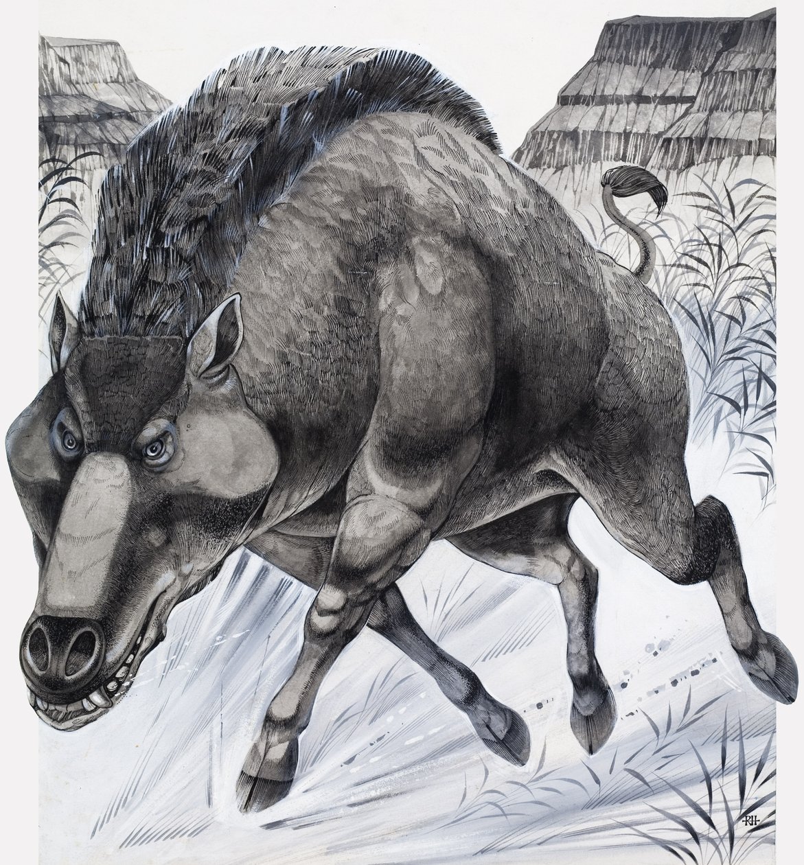 Daeodon (guazzo su carta) da Richard Hook