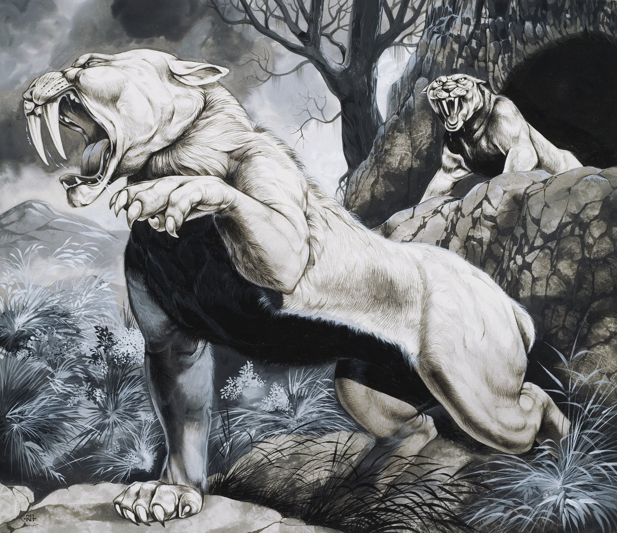 Tigri dai denti a sciabola (gouache su carta) da Richard Hook
