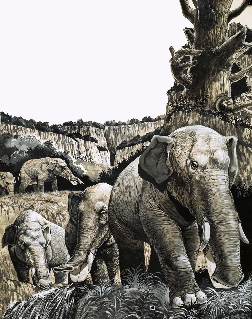 Lo strano Amebelodon da Richard Hook