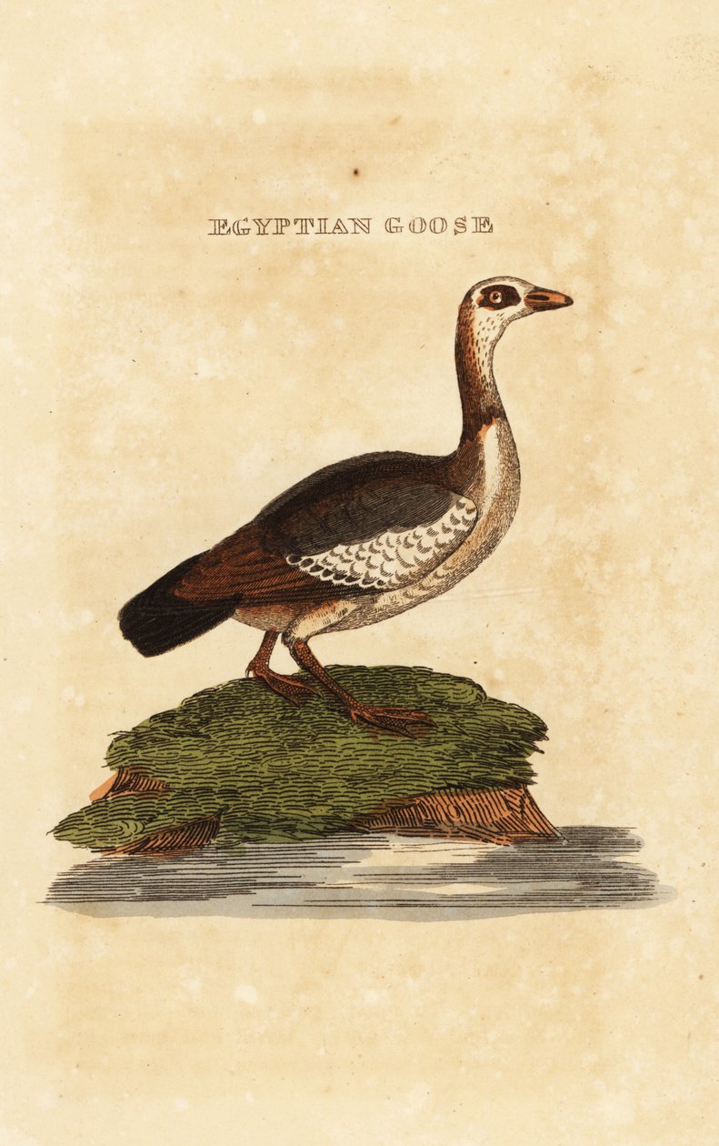 Oca egiziana, Alopochen aegyptiaca da Richard Polydore (after) Nodder
