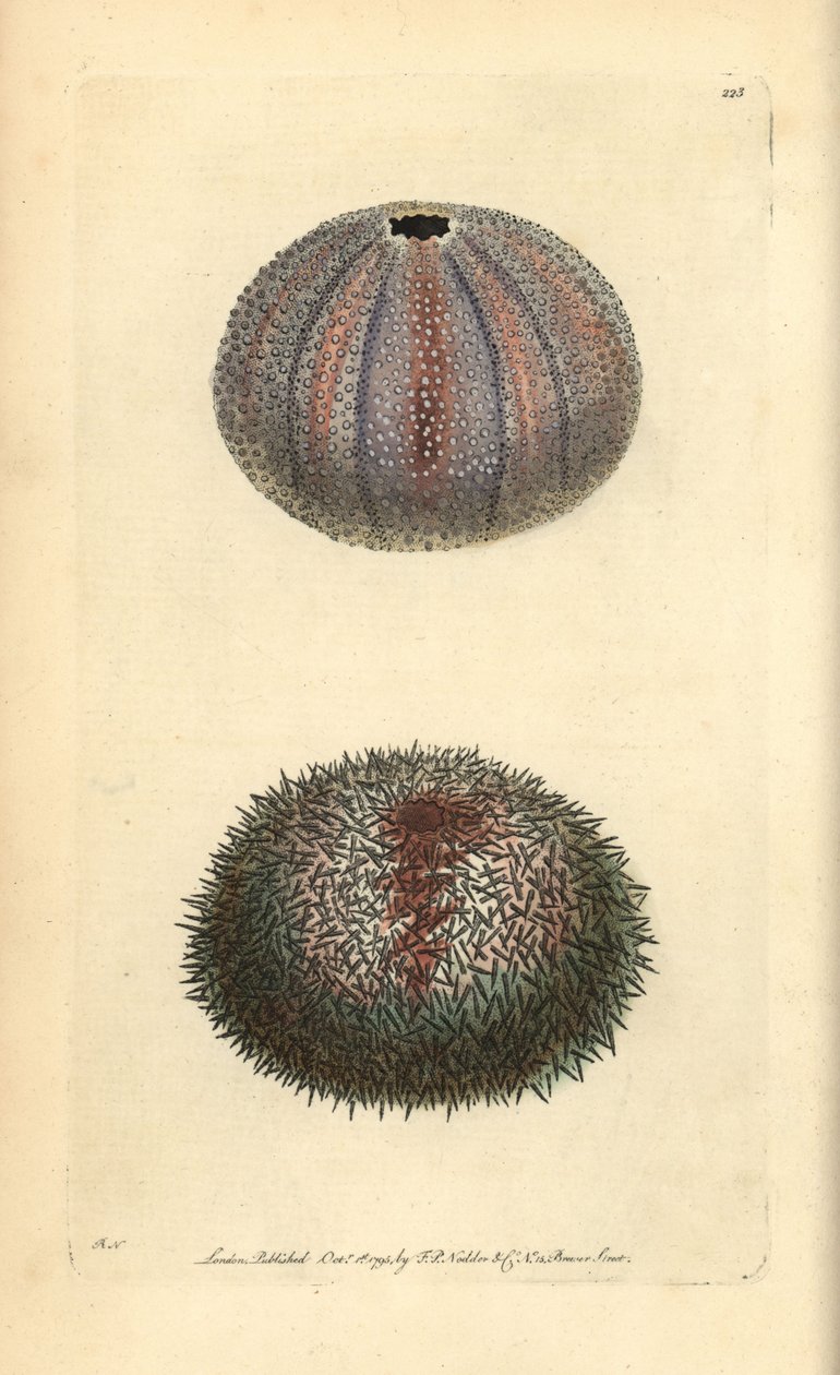 Riccio di mare commestibile, Echinus esculentus, da 