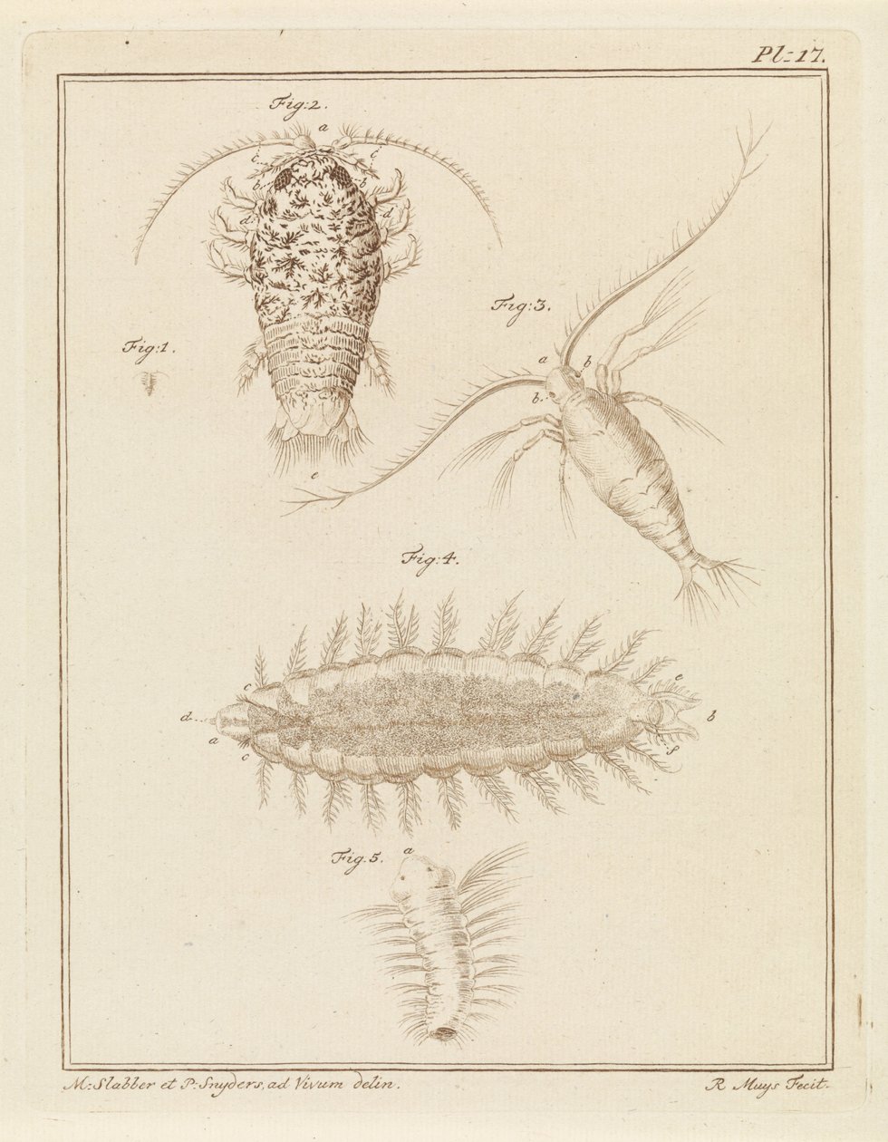 Isopode di agata, copepode e verme setoloso da Robbert Muys