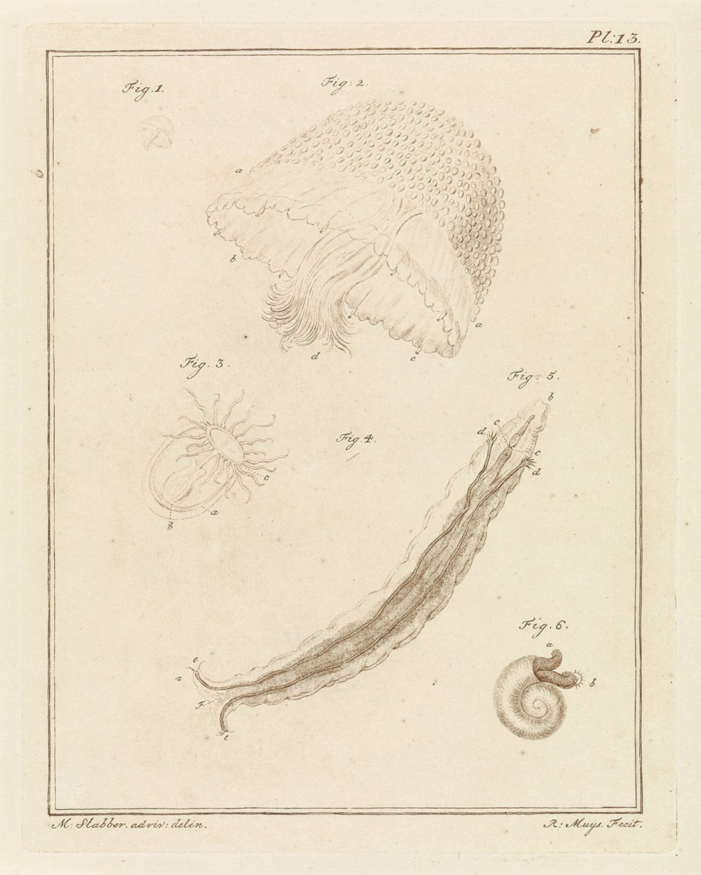 Diverse creature marine da Robbert Muys