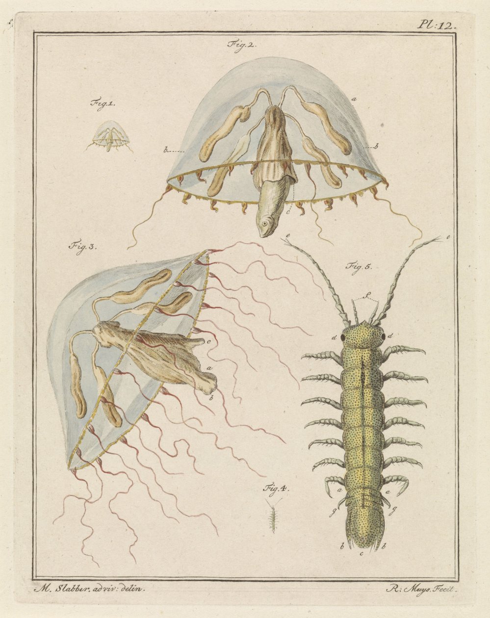 Leptomedusa e un isopode di acqua salmastra da Robbert Muys