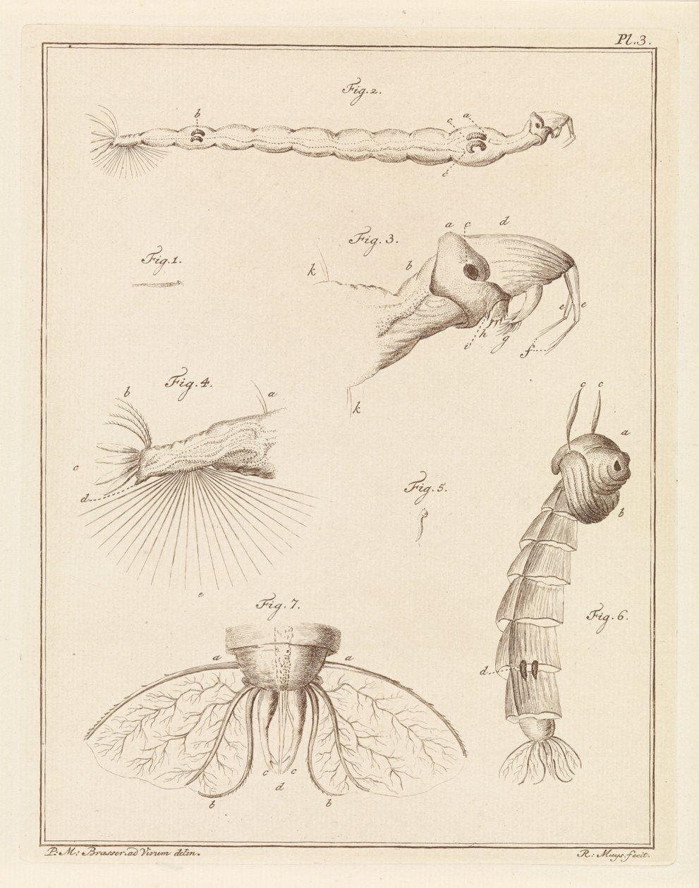 Larva di zanzara piumata da Robbert Muys