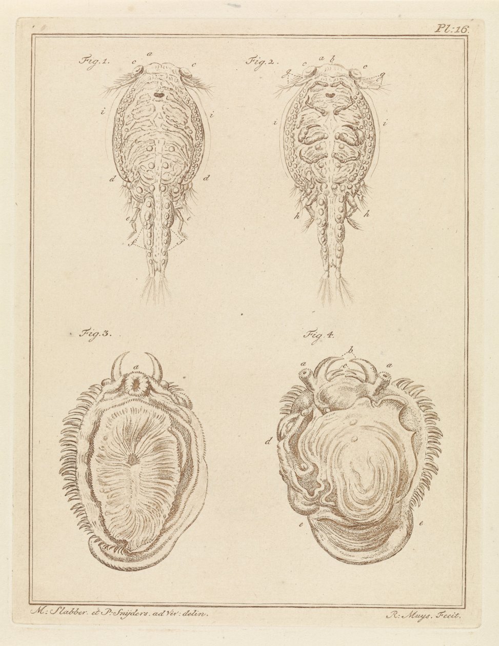 Crostaceo e mollusco da Robbert Muys
