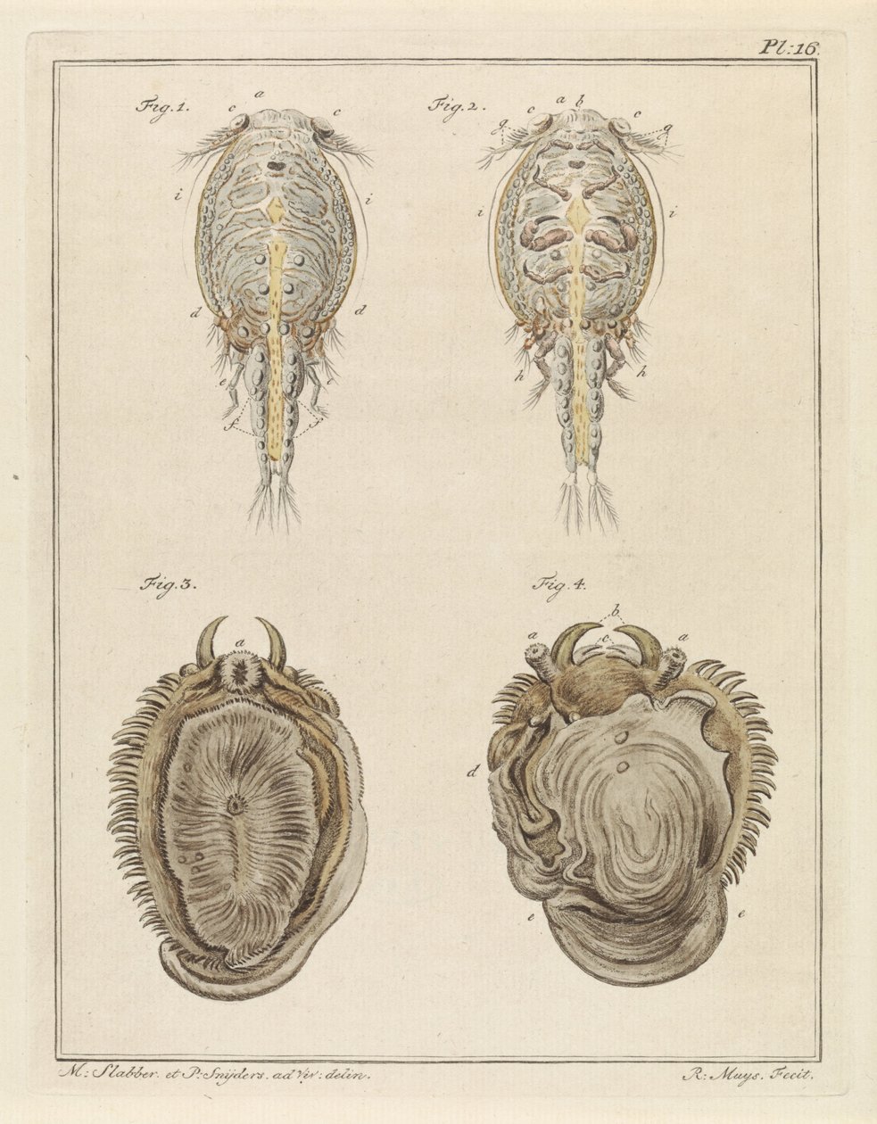 Crostaceo e mollusco da Robbert Muys