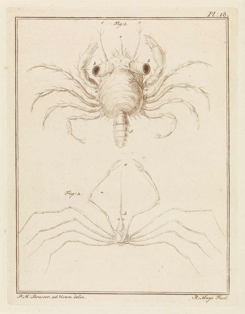 Granchio di sabbia e una specie di granchio freccia da Robbert Muys