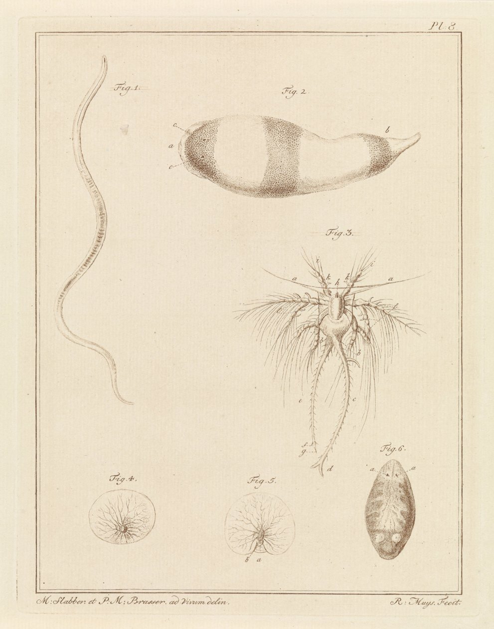Diverse creature marine da Robbert Muys