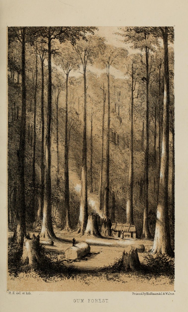 Foresta di eucalipti, acquerello di Robert Elwes (1819-1878), un giovane gentiluomo britannico benestante di Norfolk da Robert Elwes