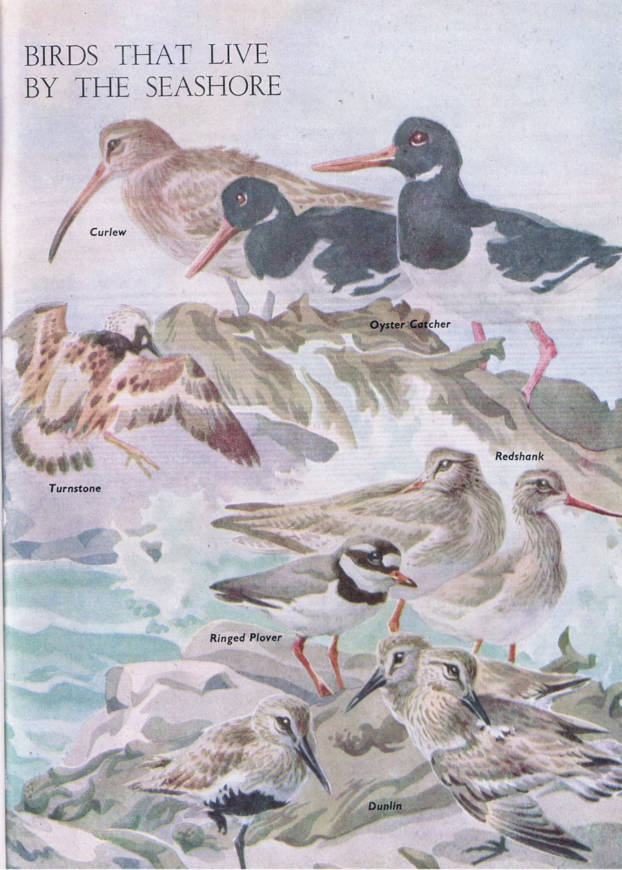 Uccelli che vivono sulla riva del mare, illustrazione da The Children