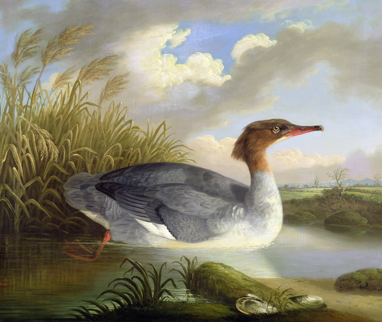 Un Tuffatore Dun (Smergo maggiore) da Robert Wilkinson Padley