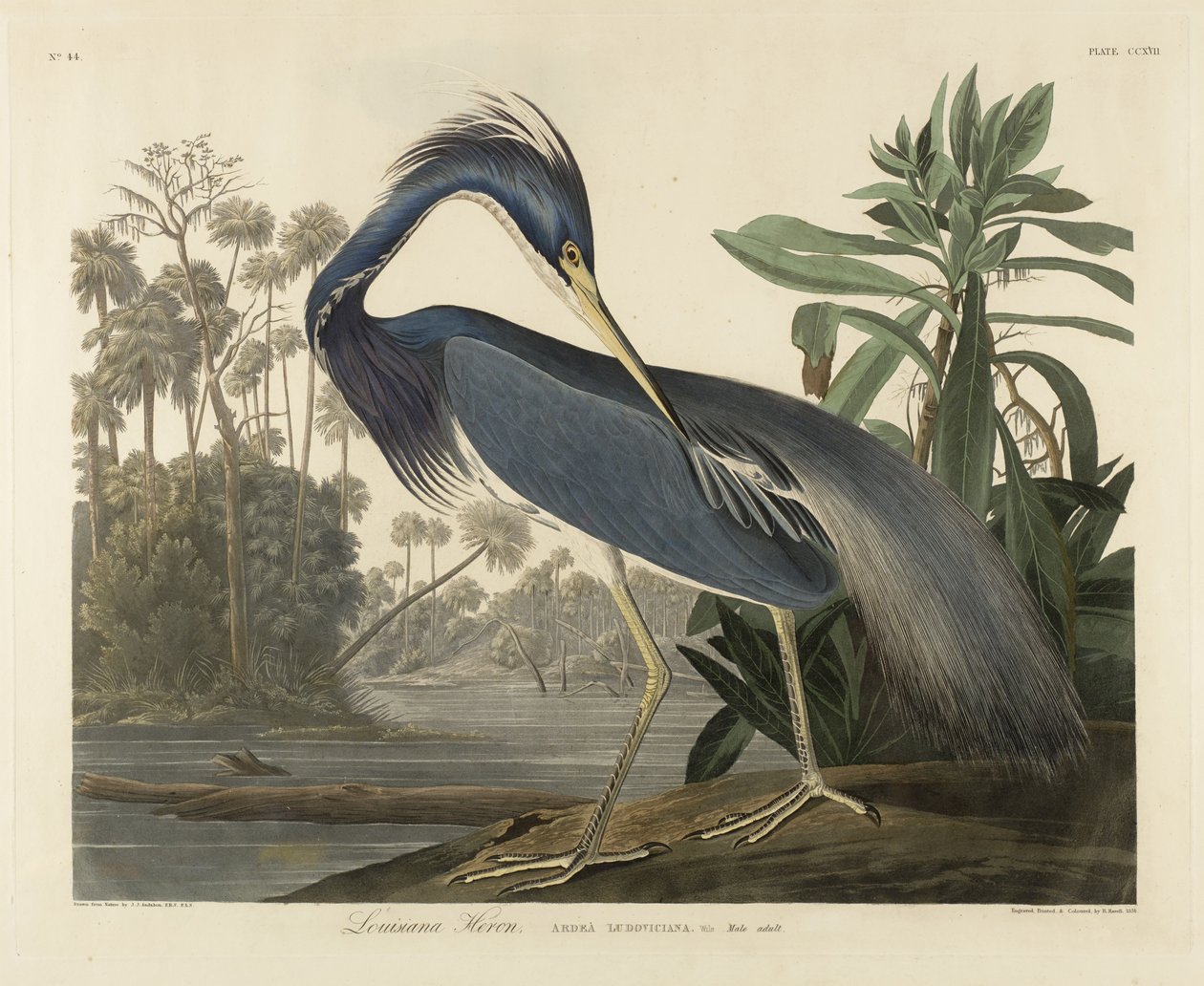Airone della Louisiana da Robert the Younger Havell