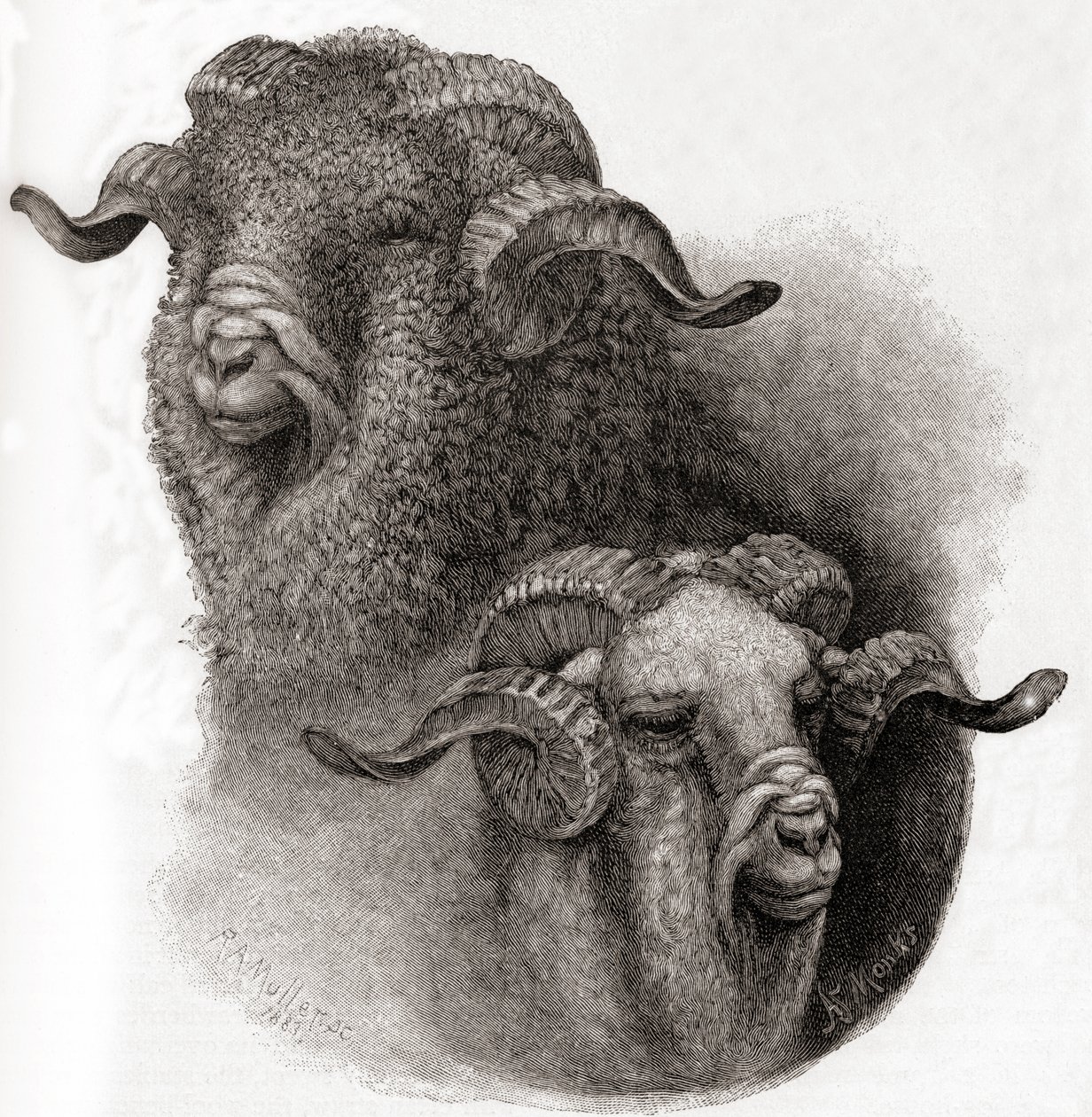 Testa di ariete Merino confrontata prima e dopo la tosatura, da The Century Illustrated Monthly Magazine, pubblicato 1884 da Robert Antoine Muller