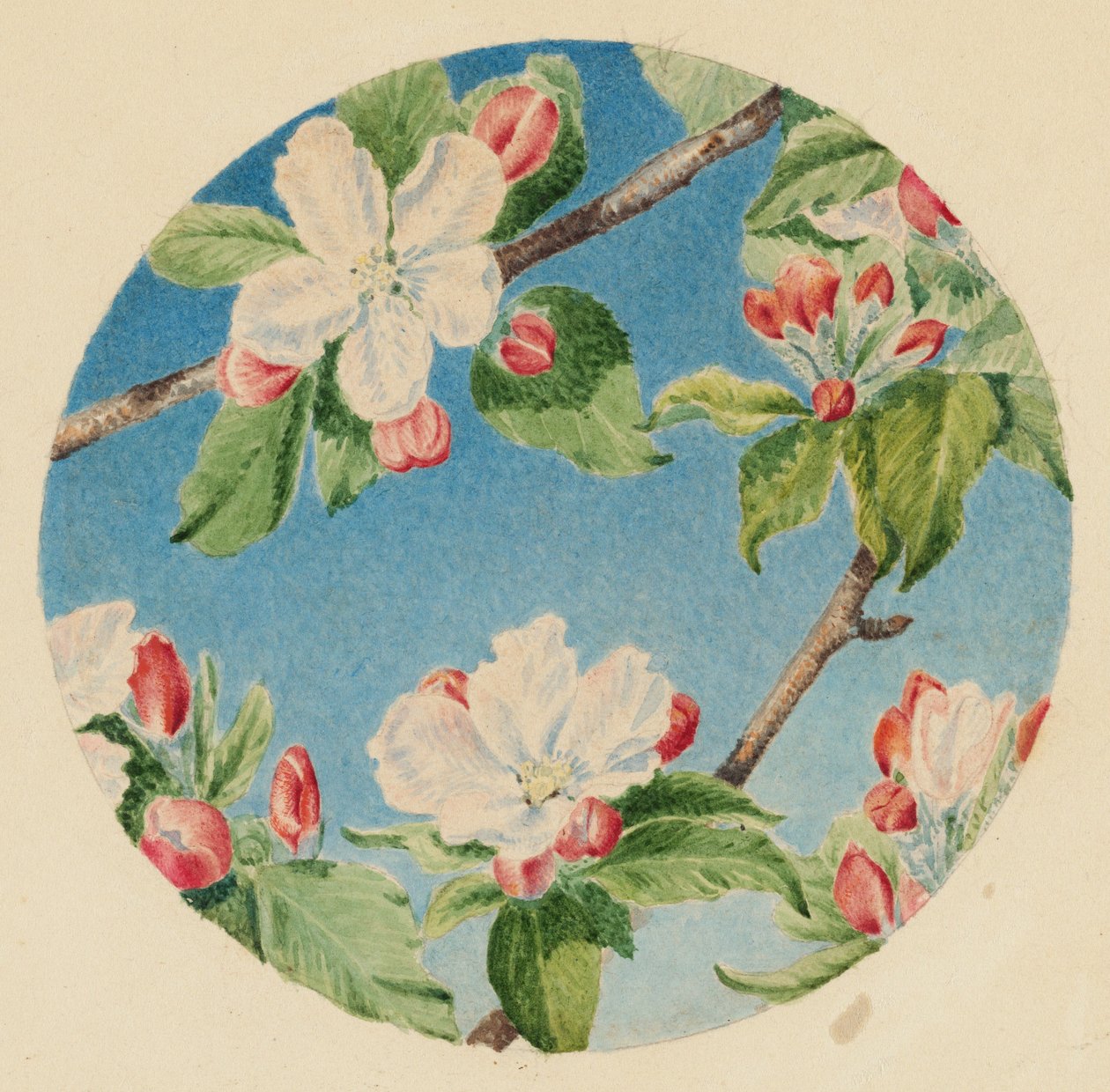 Fiori di melo, 1869 circa (acquerello) da Robert B. Brandegee