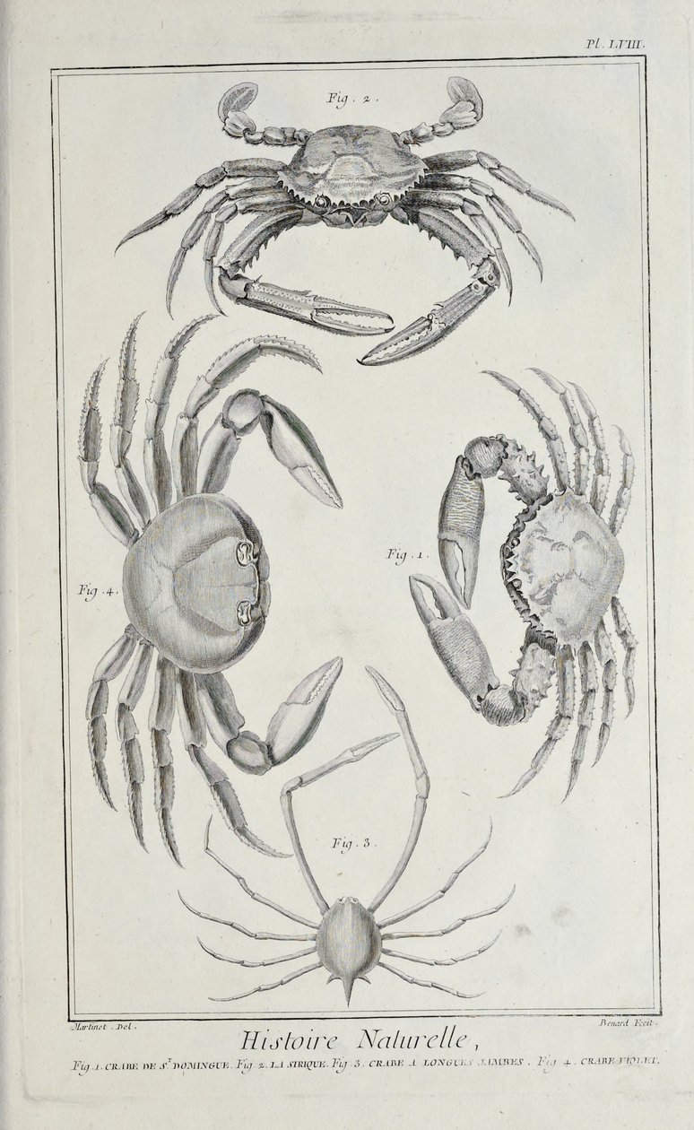 Granchi, illustrazione da 