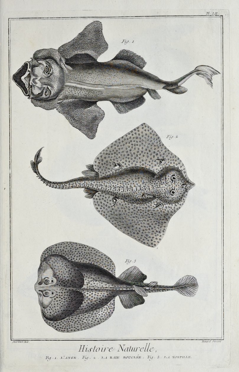Illustrazione da 