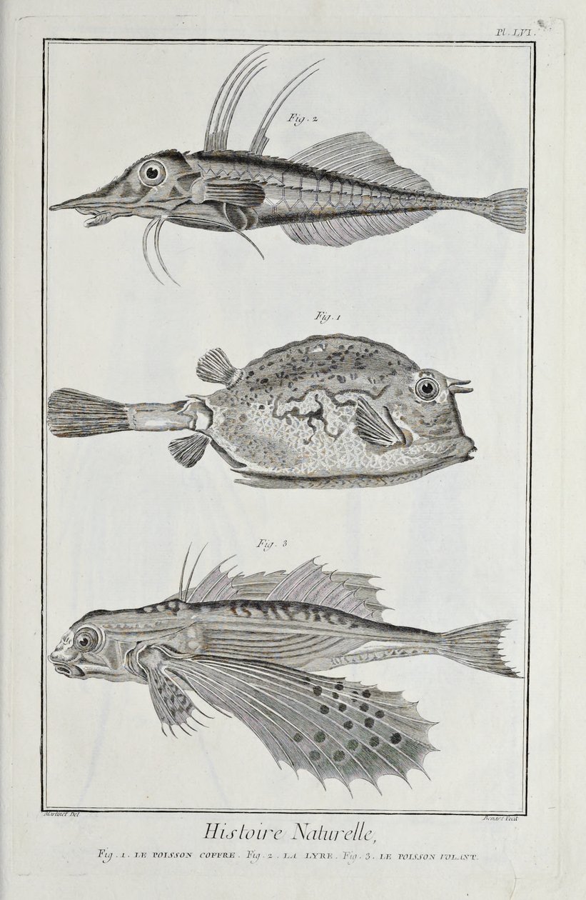 Illustrazione da 