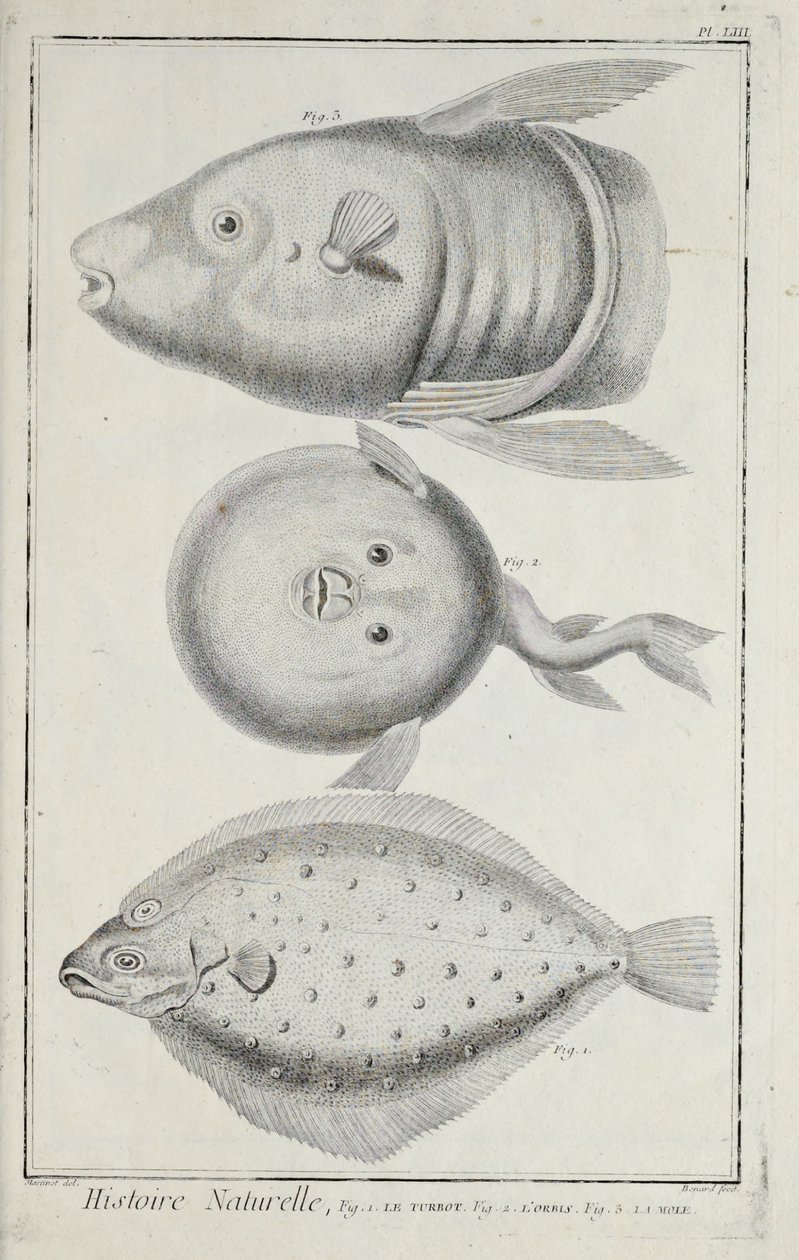 Illustrazione da 