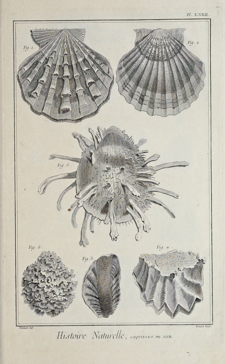 Illustrazione da 