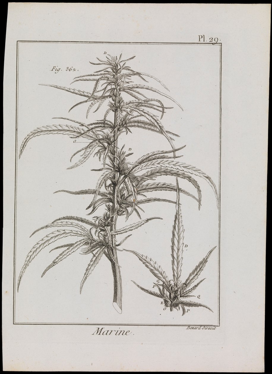 Diagramma marino di fiori, c.1810 (incisione e acquaforte) da Robert Benard