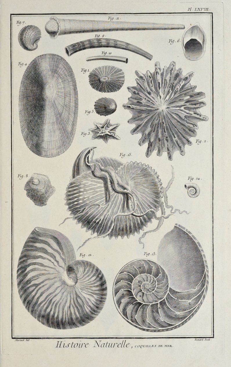 Conchiglie marine, illustrazione da 