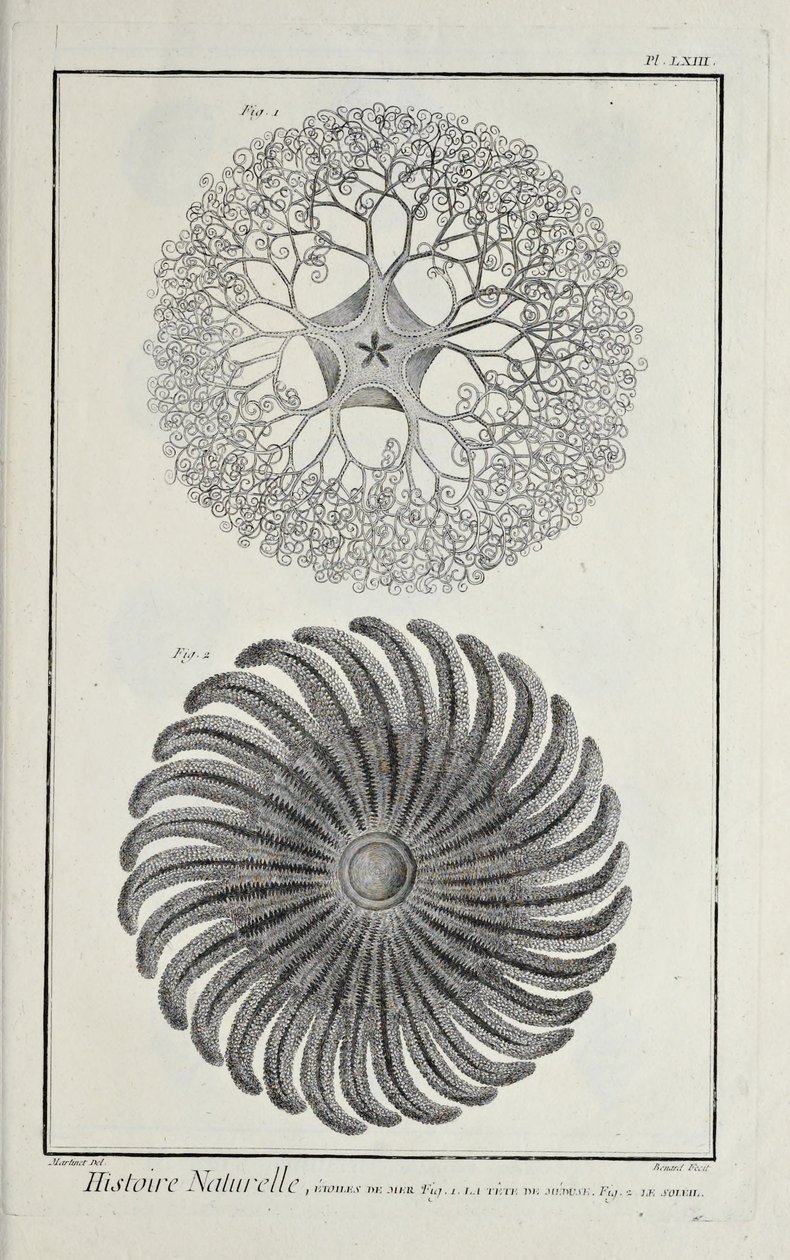 Stelle marine, illustrazione da 