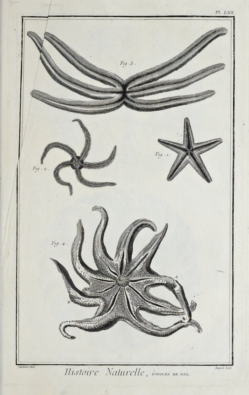 Stelle marine, illustrazione da 