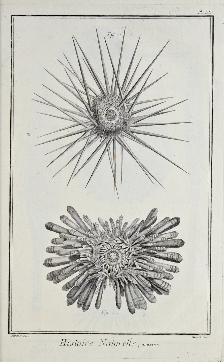 Ricci di mare, illustrazione da 