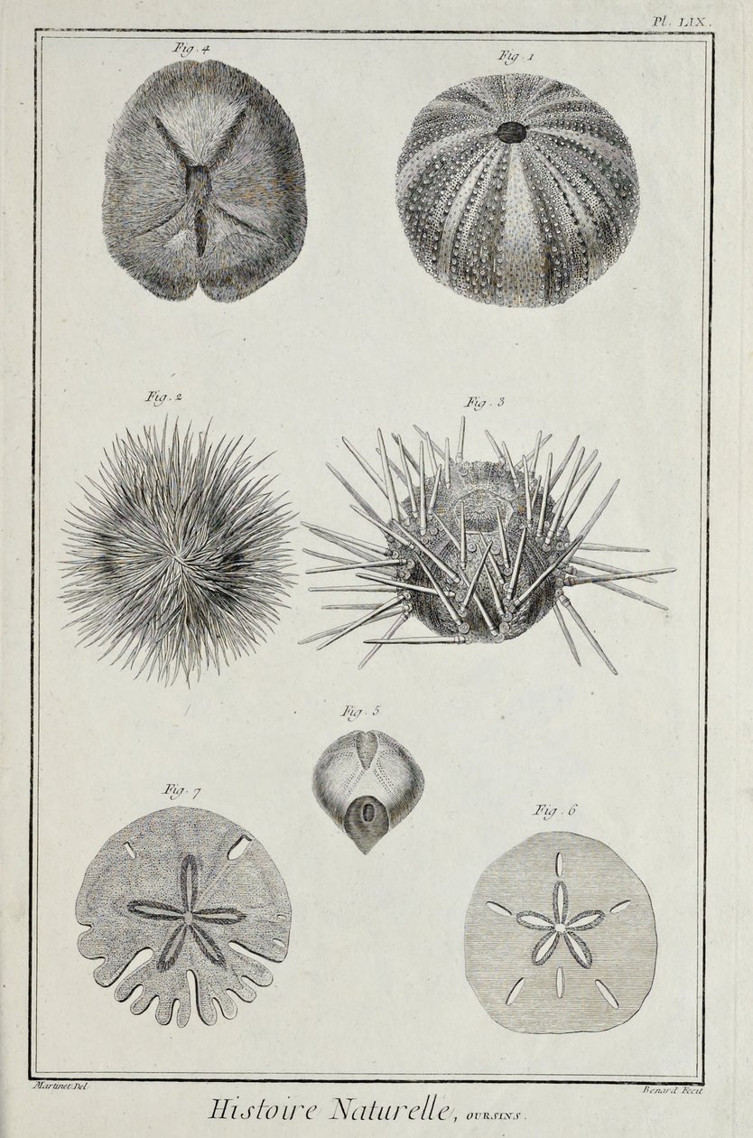 Monelli, illustrazione da 
